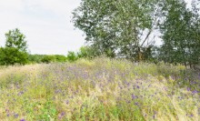 Летний день на Калитве у старой мельницы и брода между Ильинкой и Анновко