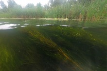 Летний день на Калитве у старой мельницы и брода между Ильинкой и Анновко