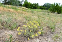 Летний день на Калитве у старой мельницы и брода между Ильинкой и Анновко
