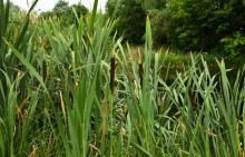 Летний день на Калитве у старой мельницы и брода между Ильинкой и Анновко