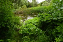 Летний день на Калитве у старой мельницы и брода между Ильинкой и Анновко
