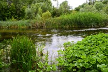 Летний день на Калитве у старой мельницы и брода между Ильинкой и Анновко
