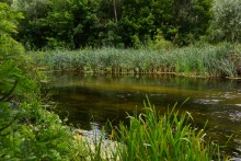 Летний день на Калитве у старой мельницы и брода между Ильинкой и Анновко