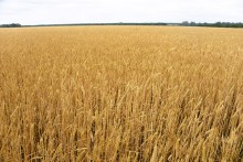 Летний день на Калитве у старой мельницы и брода между Ильинкой и Анновко