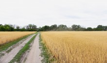 Летний день на Калитве у старой мельницы и брода между Ильинкой и Анновко