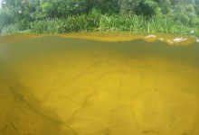 Летний день на Калитве у старой мельницы и брода между Ильинкой и Анновко