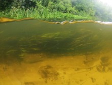 Летний день на Калитве у старой мельницы и брода между Ильинкой и Анновко