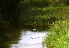 Летний день на Калитве у старой мельницы и брода между Ильинкой и Анновко