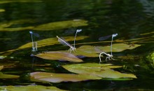 Летний день на Калитве у старой мельницы и брода между Ильинкой и Анновко
