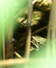 Летний день на Дону