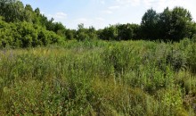 Летний день на Дону