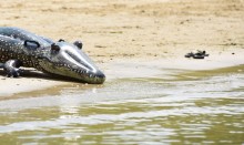 Летний день на Дону