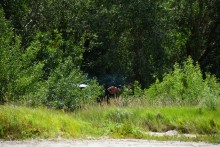 Летний день на Дону