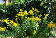 Золотарник