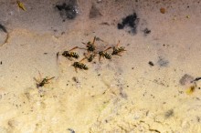 Долина реки Быстрой у хутора Насонтов