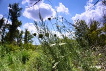 Долина реки Быстрой у хутора Насонтов