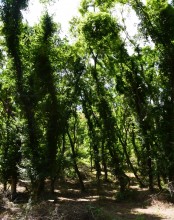 Долина реки Быстрой у хутора Насонтов