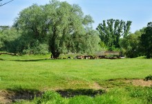 "Бабушка ива" на берегу Кундрючьей у хутора Дубового