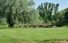 "Бабушка ива" на берегу Кундрючьей у хутора Дубового