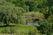 "Бабушка ива" на берегу Кундрючьей у хутора Дубового