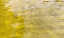 Пляж на Калитве у посёлка Сосны