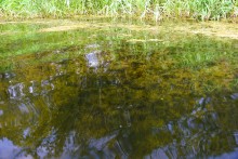 Пляж на Калитве у посёлка Сосны