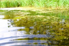 Пляж на Калитве у посёлка Сосны