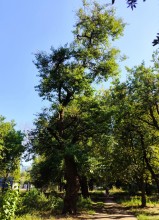 Старая шелковица в парке Островского