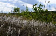 Августовская степь.