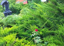 Фонтан с цаплями