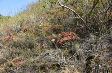 Гора Бык и исчезнувший хутор Быковчик на Северском Донце