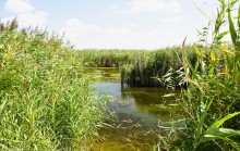 Путешествие по ерикам Караич, Скупому и Золотому, вокруг озера Сундук, в займище между рекой Аксай и Доном