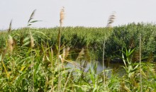 Путешествие по ерикам Караич, Скупому и Золотому, вокруг озера Сундук, в займище между рекой Аксай и Доном