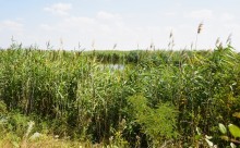 Путешествие по ерикам Караич, Скупому и Золотому, вокруг озера Сундук, в займище между рекой Аксай и Доном