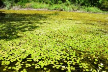 Путешествие по ерикам Караич, Скупому и Золотому, вокруг озера Сундук, в займище между рекой Аксай и Доном