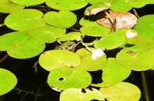 Путешествие по ерикам Караич, Скупому и Золотому, вокруг озера Сундук, в займище между рекой Аксай и Доном