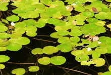 Путешествие по ерикам Караич, Скупому и Золотому, вокруг озера Сундук, в займище между рекой Аксай и Доном