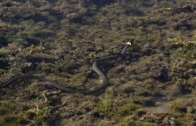 Путешествие по ерикам Караич, Скупому и Золотому, вокруг озера Сундук, в займище между рекой Аксай и Доном