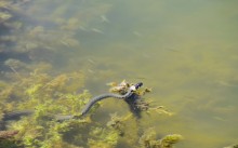 Путешествие по ерикам Караич, Скупому и Золотому, вокруг озера Сундук, в займище между рекой Аксай и Доном