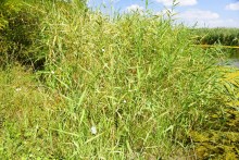 Путешествие по ерикам Караич, Скупому и Золотому, вокруг озера Сундук, в займище между рекой Аксай и Доном