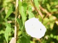 Путешествие по ерикам Караич, Скупому и Золотому, вокруг озера Сундук, в займище между рекой Аксай и Доном