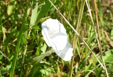 Путешествие по ерикам Караич, Скупому и Золотому, вокруг озера Сундук, в займище между рекой Аксай и Доном