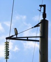 Путешествие по ерикам Караич, Скупому и Золотому, вокруг озера Сундук, в займище между рекой Аксай и Доном