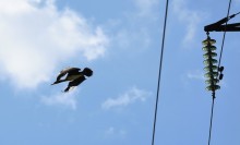 Путешествие по ерикам Караич, Скупому и Золотому, вокруг озера Сундук, в займище между рекой Аксай и Доном