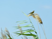 Путешествие по ерикам Караич, Скупому и Золотому, вокруг озера Сундук, в займище между рекой Аксай и Доном