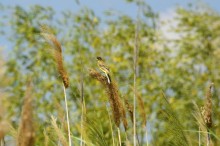 Путешествие по ерикам Караич, Скупому и Золотому, вокруг озера Сундук, в займище между рекой Аксай и Доном