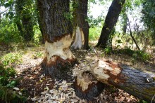 Путешествие по ерикам Караич, Скупому и Золотому, вокруг озера Сундук, в займище между рекой Аксай и Доном