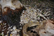 Путешествие по ерикам Караич, Скупому и Золотому, вокруг озера Сундук, в займище между рекой Аксай и Доном