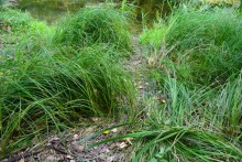 Путешествие по ерикам Караич, Скупому и Золотому, вокруг озера Сундук, в займище между рекой Аксай и Доном