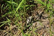 Путешествие по ерикам Караич, Скупому и Золотому, вокруг озера Сундук, в займище между рекой Аксай и Доном